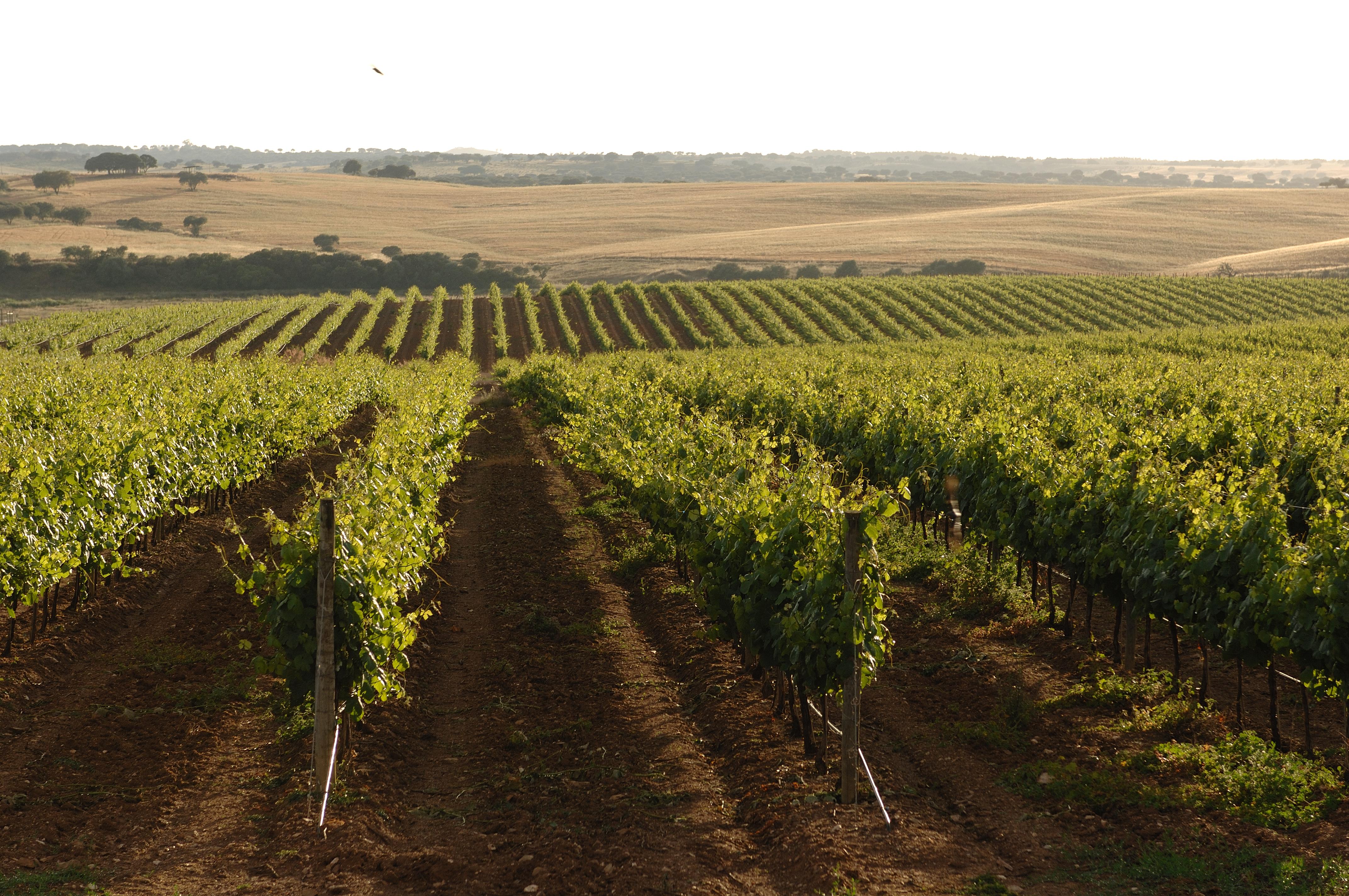 Vila Gale Alentejo Vineyard - Clube De Campo Albernoa Exterior photo
